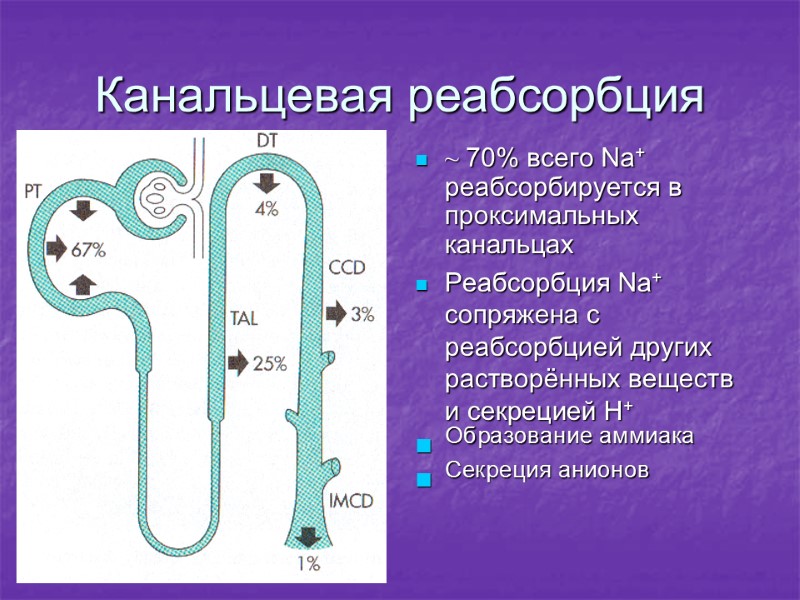 Канальцевая реабсорбция ~ 70% всего Na+ реабсорбируется в проксимальных канальцах Реабсорбция Na+ сопряжена с